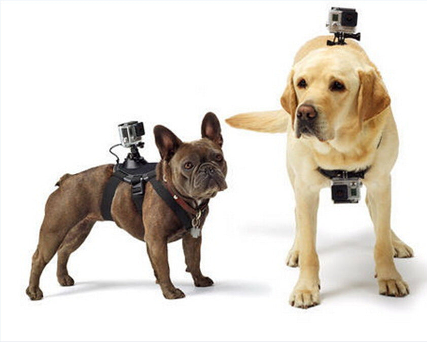 Dog chest strap for GoPro camera