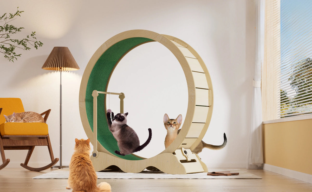 Quiet Indoor Cat Exercise Wheel – 43 Inch Cat Treadmill with Removable Carpet Running Surface