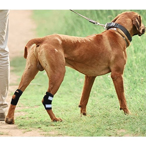 Brown dog wearing black hock joint support braces on hind legs