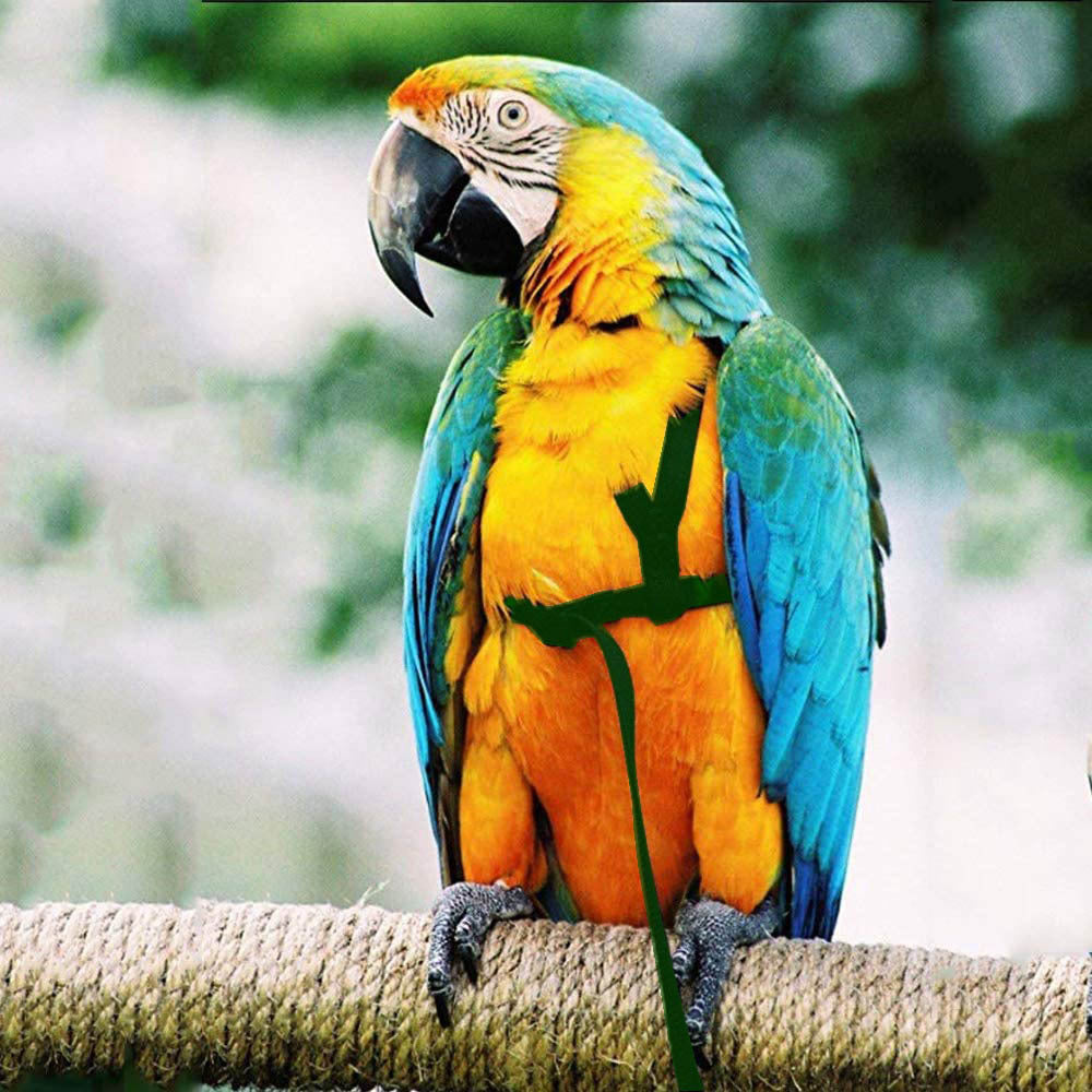 Parrot Flying Rope And Bird Harness
