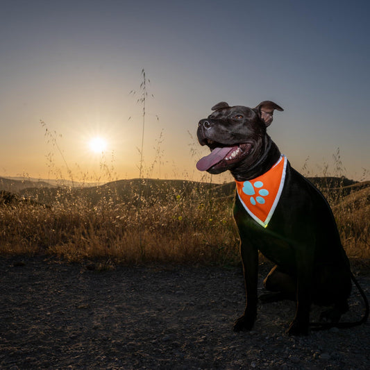 X-Large Reflective Hi-Vis Dog Bandana – Bright Orange Safety Wear