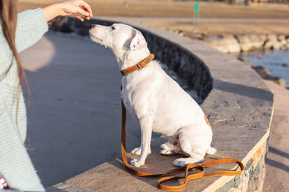 Pro Line Leather Hunting Dog Leash