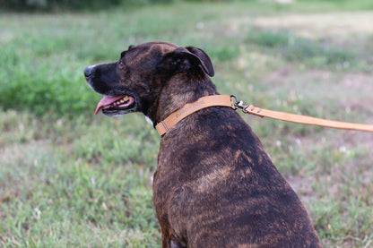 Sport Style Leather Dog Collar