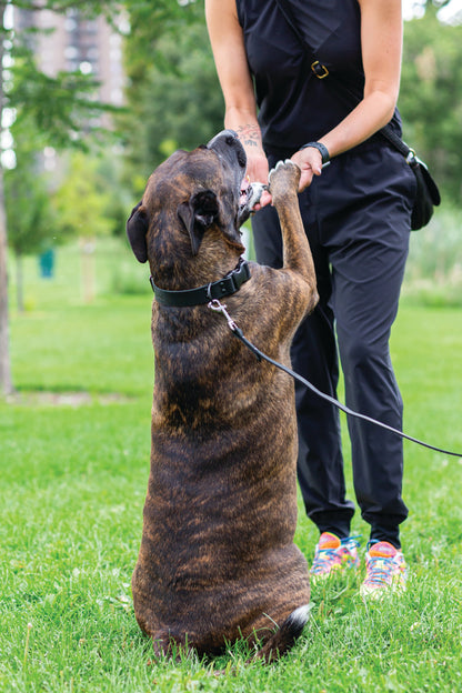 Sport Style Leather Dog Collar