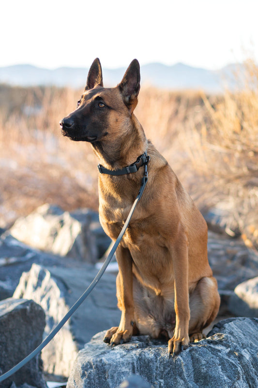 Waterproof Super Soft PVC Dog Collar