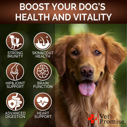 Golden retriever with icons showing benefits for immunity skin coat joints brain digestion and heart health