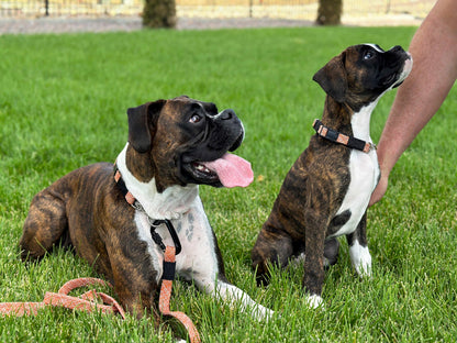Climbing Rope Dog Collar