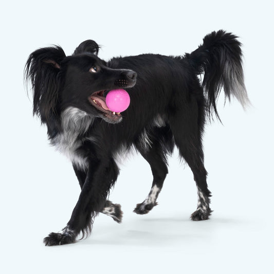 Boundr Ball for Dogs