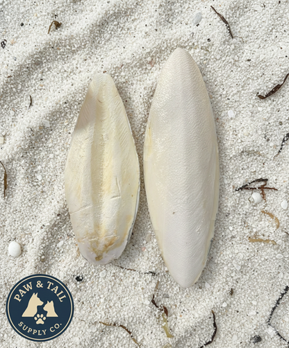 Cuttlebone Calcium Combo Pack 6” Natural Calcium for Birds & Reptiles