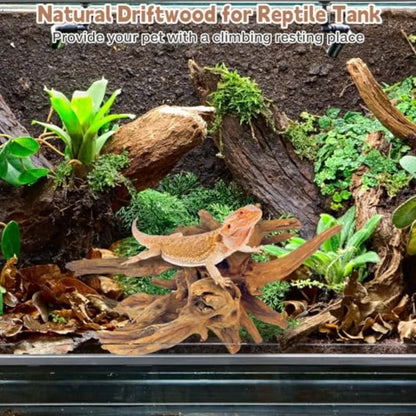 Bearded dragon resting on natural driftwood in a planted reptile tank