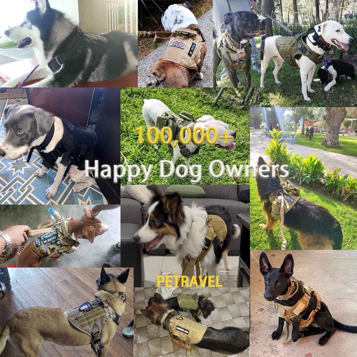 Collage of various dog breeds wearing tactical style harnesses