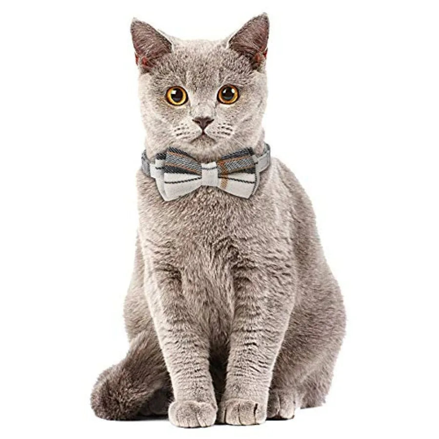 Grey British Shorthair cat wearing a grey plaid bow tie collar