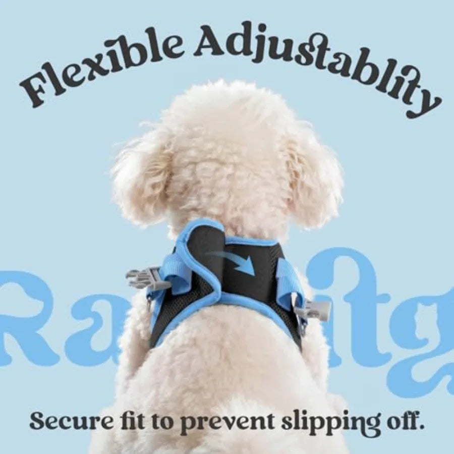 Small dog wearing a black and blue adjustable harness