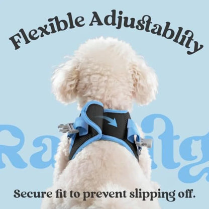 Small dog wearing a black and blue adjustable harness