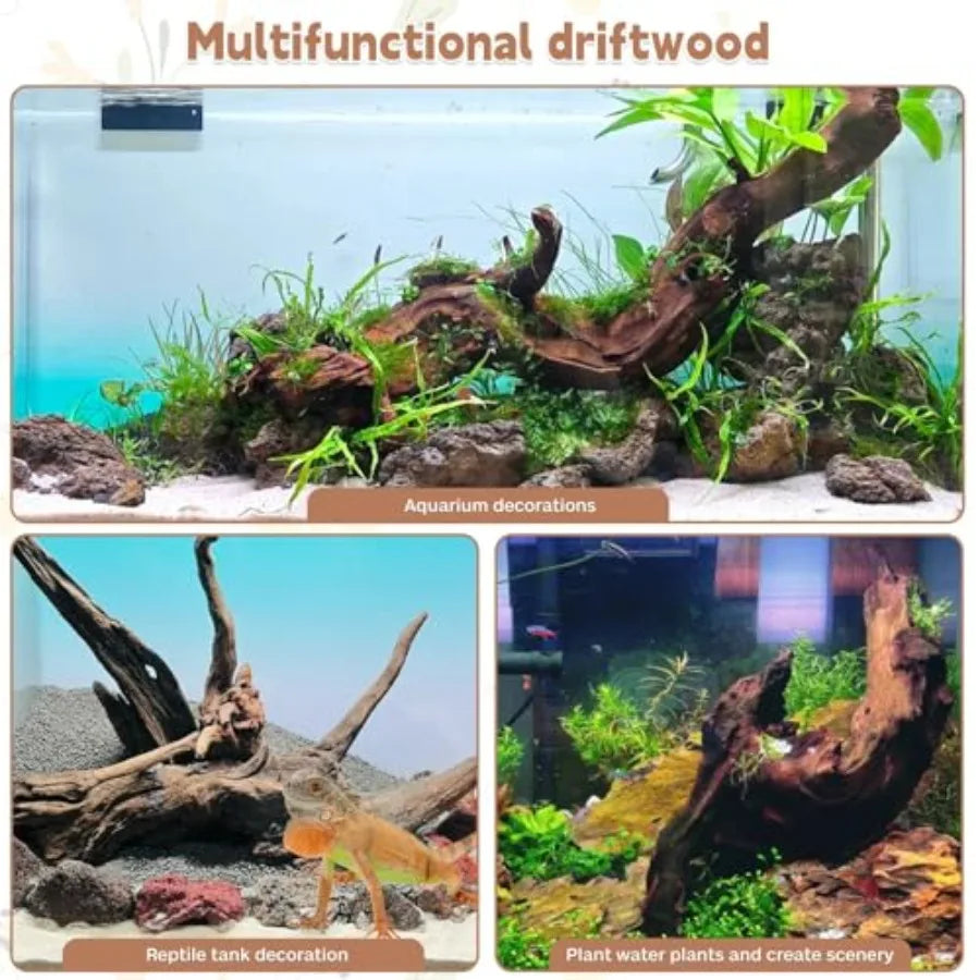 Multifunctional driftwood used as aquarium and reptile tank decor with aquatic plants