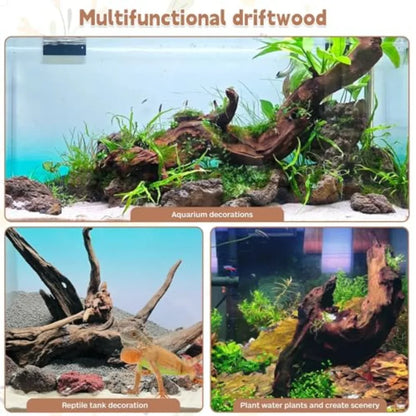 Multifunctional driftwood used as aquarium and reptile tank decor with aquatic plants