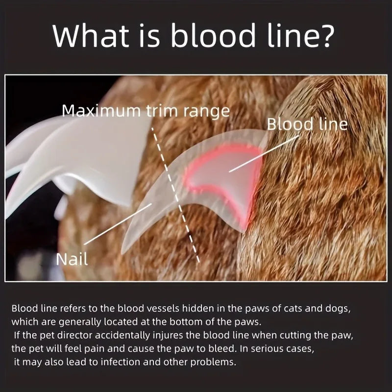 Diagram showing the blood line and maximum trim range on a pet nail