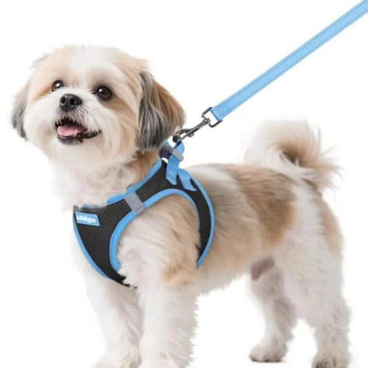 Small dog wearing a blue and black breathable step-in harness and matching leash