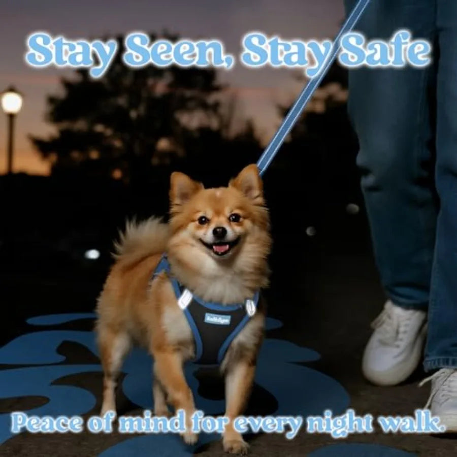 Small dog wearing a reflective blue harness on a leash during a night walk