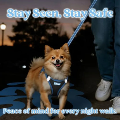 Small dog wearing a reflective blue harness on a leash during a night walk