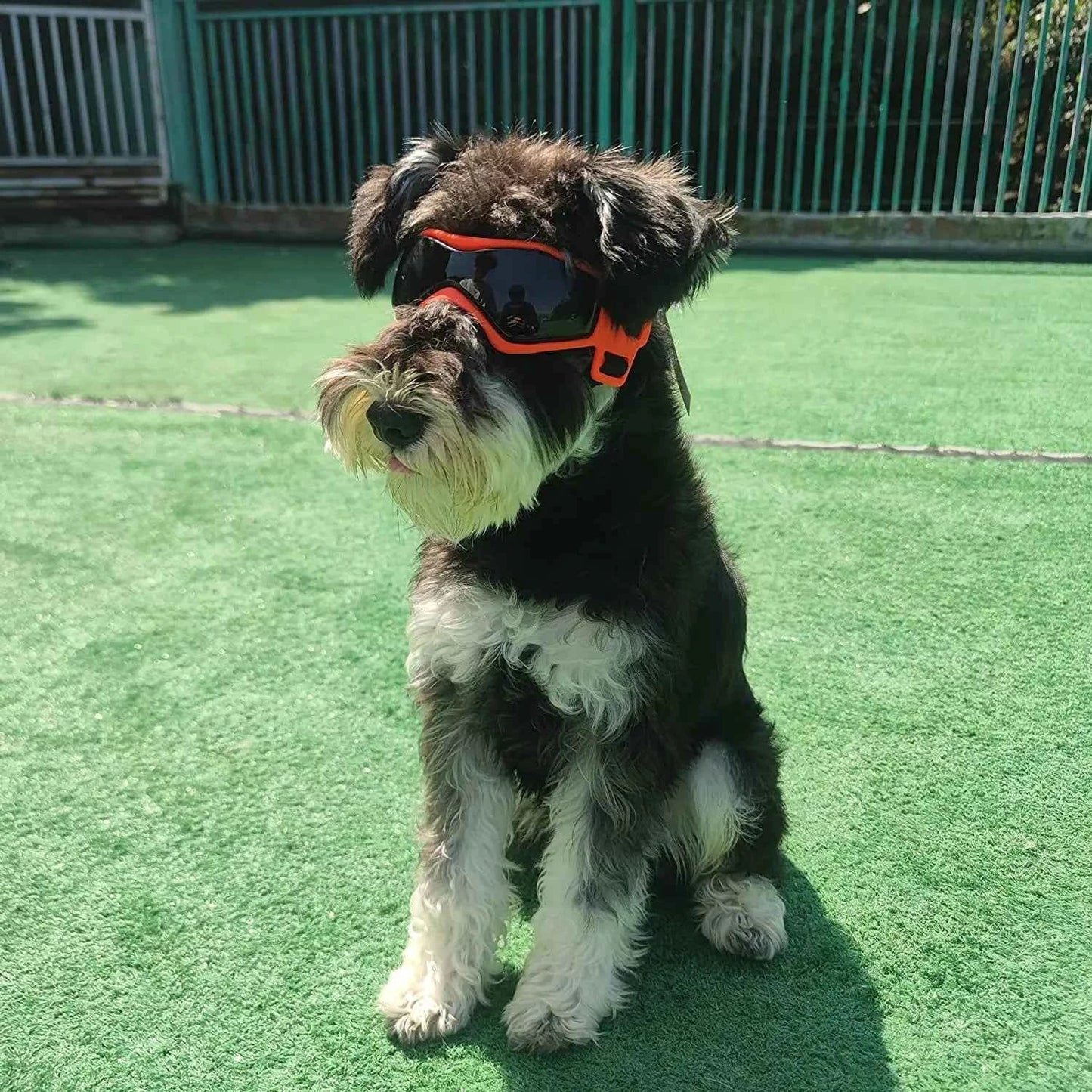 Pet UV Goggles: Cool Eyewear for Dogs