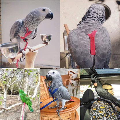 Parrot Flying Rope And Bird Harness