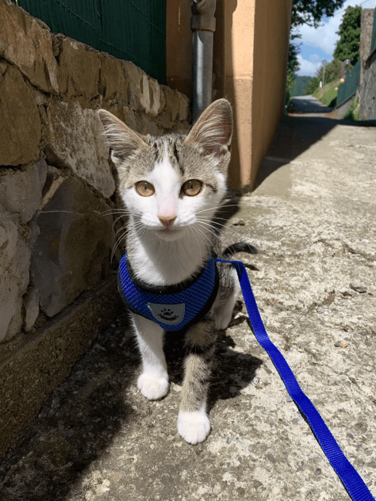 Cat, Dog Pet Harness Adjustable Control Vest Reflective Leash