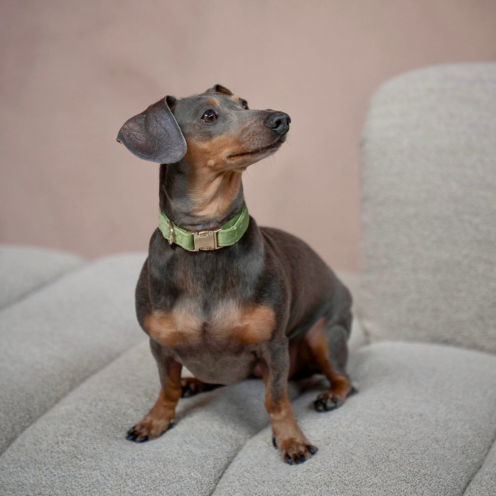 'Green' - Velvet Dog Collar
